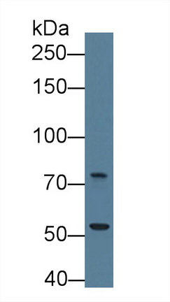 Polyclonal Antibody to Trophinin (TRO)