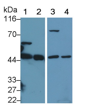 Polyclonal Antibody to Tissue Specific Transplantation Antigen P35B (TSTA3)