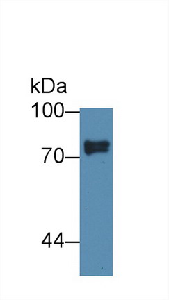 Polyclonal Antibody to Sciellin (SCEL)