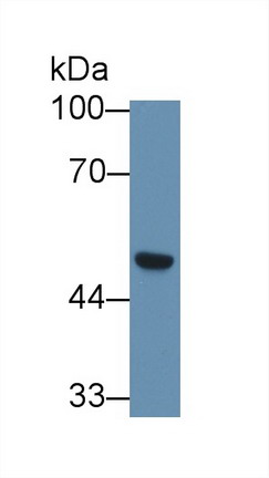 Polyclonal Antibody to Secernin 1 (SCRN1)