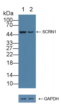 Polyclonal Antibody to Secernin 1 (SCRN1)