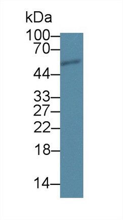 Polyclonal Antibody to Secernin 1 (SCRN1)