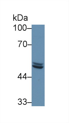 Polyclonal Antibody to Secernin 1 (SCRN1)