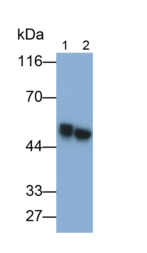 Polyclonal Antibody to Secernin 1 (SCRN1)