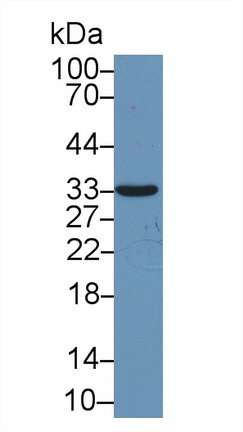 Polyclonal Antibody to Syntenin 1 (ST1)