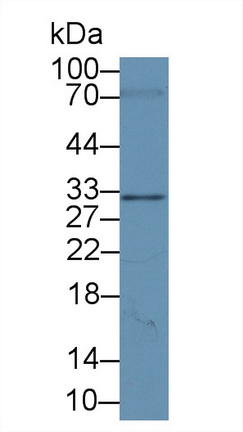 Polyclonal Antibody to Syntenin 1 (ST1)