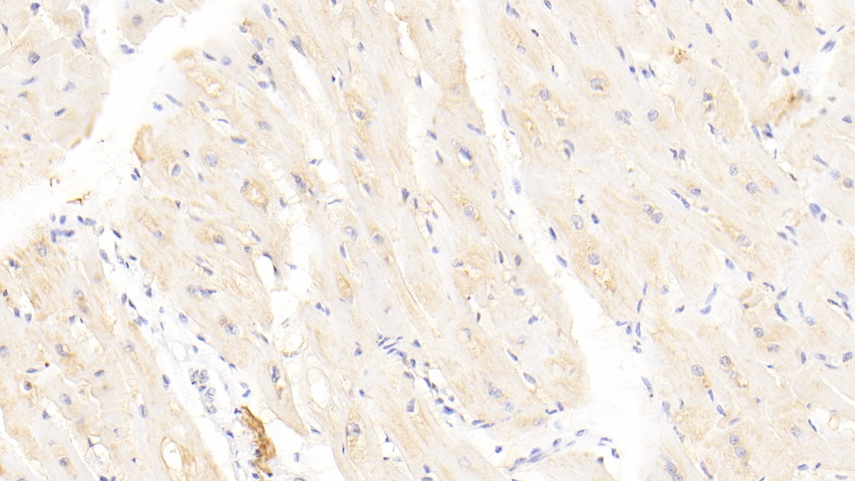 Polyclonal Antibody to Syntenin 1 (ST1)