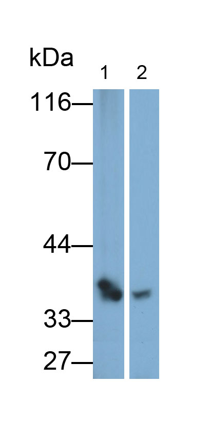 Polyclonal Antibody to Renalase (RNLS)