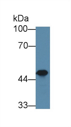 Polyclonal Antibody to Src Kinase Associated Phosphoprotein 1 (SKAP1)