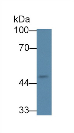 Polyclonal Antibody to Src Kinase Associated Phosphoprotein 1 (SKAP1)