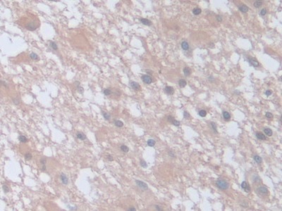 Polyclonal Antibody to Synaptosomal Associated Protein 23kDa (SNAP23)