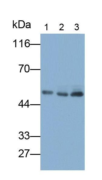 Polyclonal Antibody to Sperm Adhesion Molecule 1 (SPAM1)