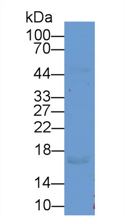 Polyclonal Antibody to Serglycin (SRGN)