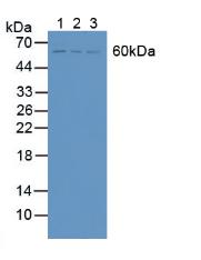 Polyclonal Antibody to Signal Transducing Adaptor Molecule 2 (STAM2)