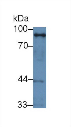 Polyclonal Antibody to Stromal Interaction Molecule 1 (STIM1)