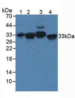 Polyclonal Antibody to Syntaxin 2 (STX2)