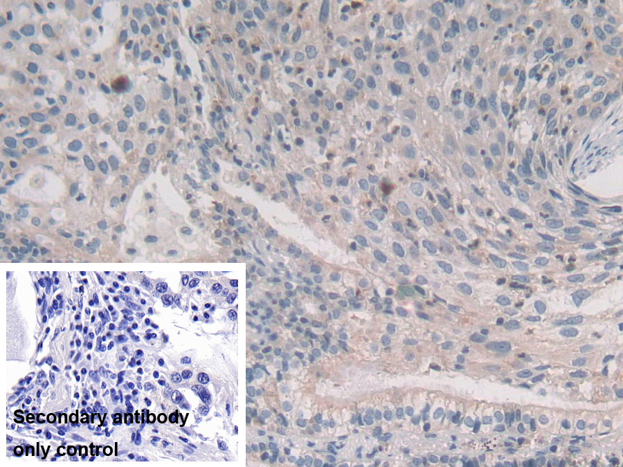 Polyclonal Antibody to Syntaxin 2 (STX2)