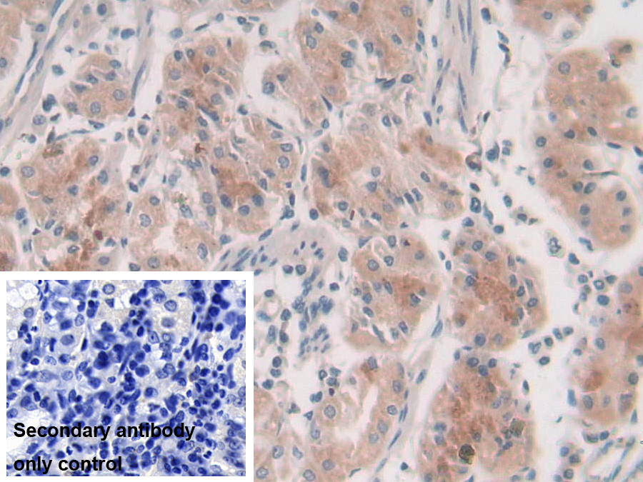 Polyclonal Antibody to Syntaxin 2 (STX2)