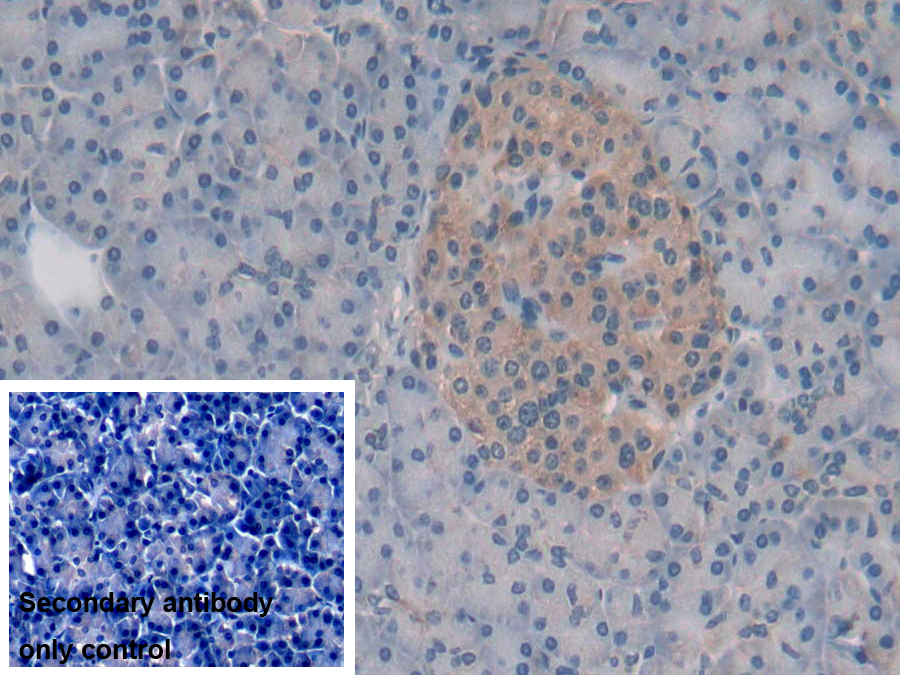 Polyclonal Antibody to Syntaxin 2 (STX2)