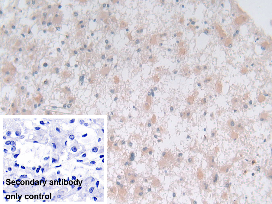 Polyclonal Antibody to Syntaxin 2 (STX2)