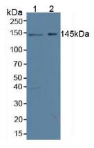 Polyclonal Antibody to Symplekin (SYMPK)