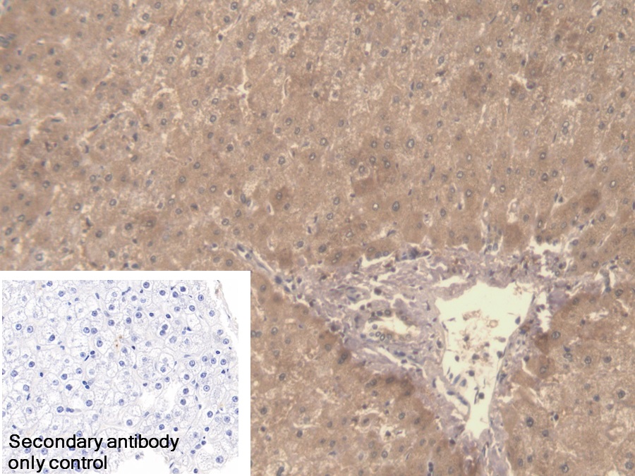 Polyclonal Antibody to Symplekin (SYMPK)