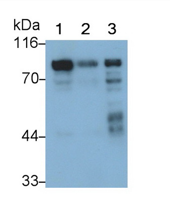 Polyclonal Antibody to Synapsin I (SYN1)