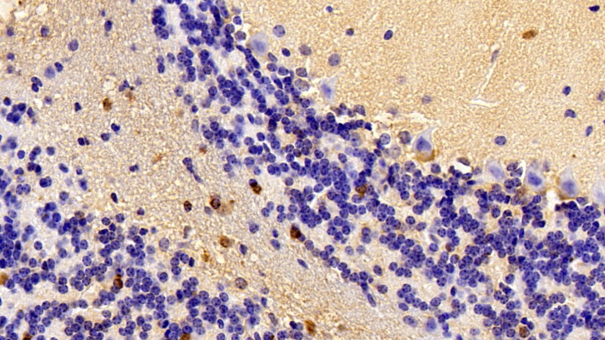 Polyclonal Antibody to Synapsin I (SYN1)