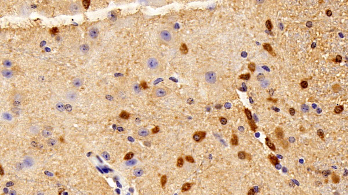 Polyclonal Antibody to Synapsin I (SYN1)