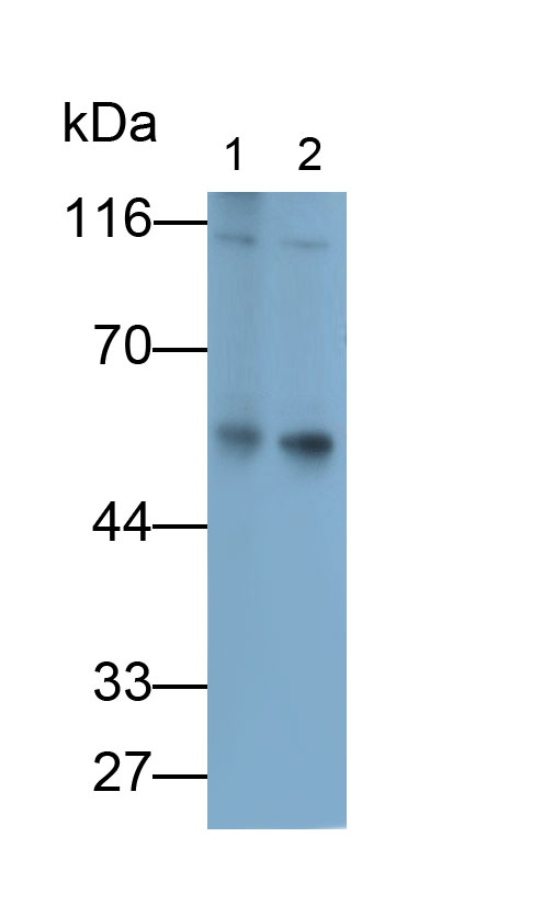 Polyclonal Antibody to Synaptopodin (SYNPO)