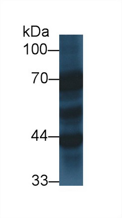 Polyclonal Antibody to Synaptotagmin I (SYT1)