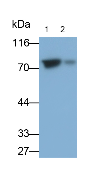 Polyclonal Antibody to Chromogranin B (CHGB)