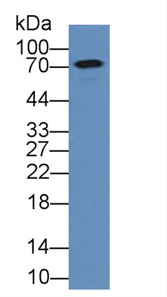 Polyclonal Antibody to Chromogranin B (CHGB)