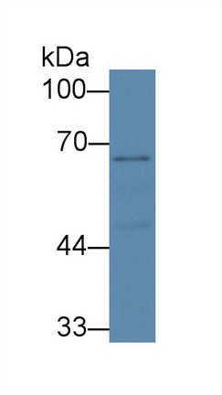 Polyclonal Antibody to Serotonin Transporter (SERT)