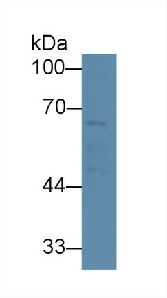 Polyclonal Antibody to Serotonin Transporter (SERT)