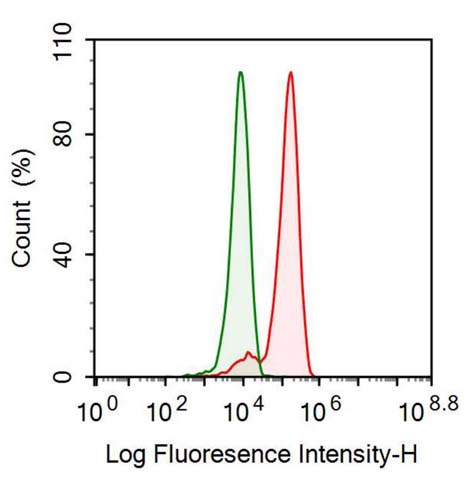 Polyclonal Antibody to Stathmin 1 (STMN1)