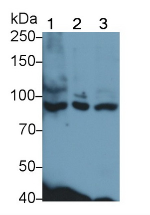 Polyclonal Antibody to Sortilin 1 (SORT1)