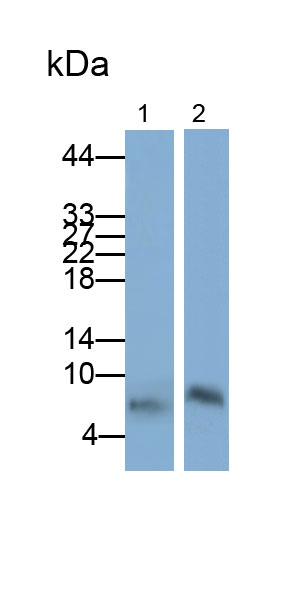 Polyclonal Antibody to Dermcidin (DCD)