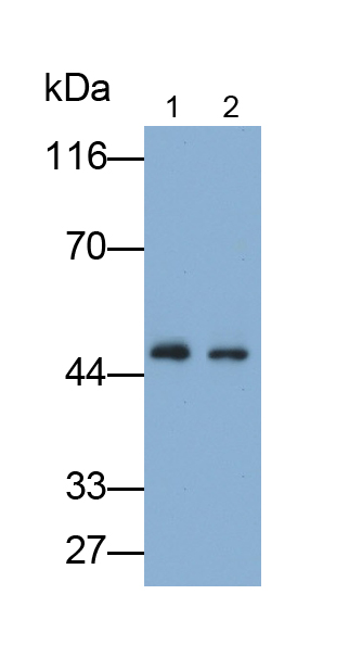 Polyclonal Antibody to Deoxyhypusine Synthase (DHPS)