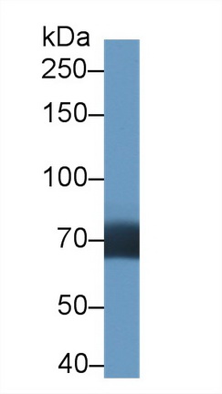 Polyclonal Antibody to Death Inducer Obliterator 1 (DIDO1)