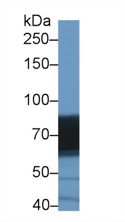 Polyclonal Antibody to Death Inducer Obliterator 1 (DIDO1)