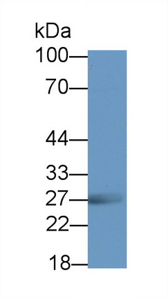 Polyclonal Antibody to Reticulon 1 (RTN1)