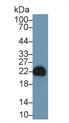 Polyclonal Antibody to Fibroblast Growth Factor 12 (FGF12)