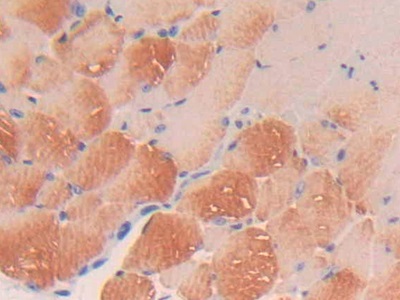 Polyclonal Antibody to Platelet Derived Growth Factor C (PDGFC)