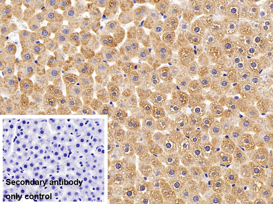 Polyclonal Antibody to Protease Activated Receptor 1 (PAR1)