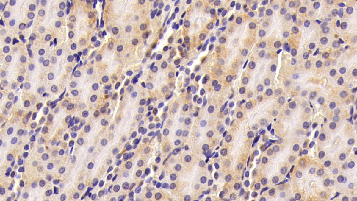 Polyclonal Antibody to Free Fatty Acid Receptor 2 (FFAR2)