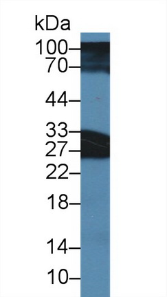 Polyclonal Antibody to Synaptosomal Associated Protein 25kDa (SNAP25)