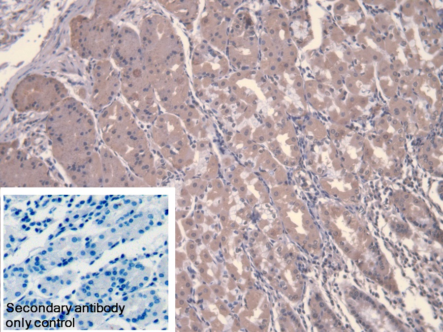 Polyclonal Antibody to Calpain 9 (CAPN9)