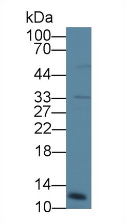 Polyclonal Antibody to Cathepsin C (CTSC)