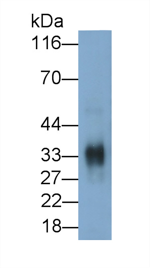 Polyclonal Antibody to Cathepsin Z (CTSZ)